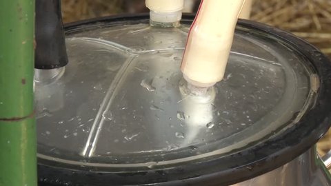 Milk dripping into a collecting bowl