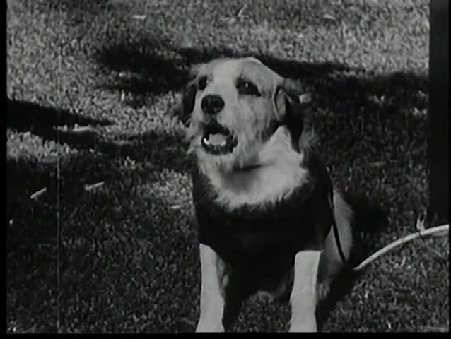 Leashed dog barking on lawn