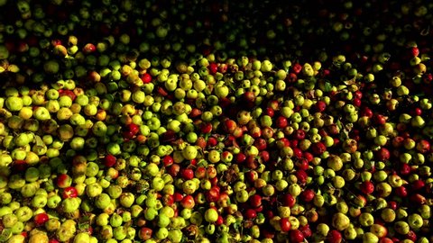 Video of red, green and yellow apples moving in a factory