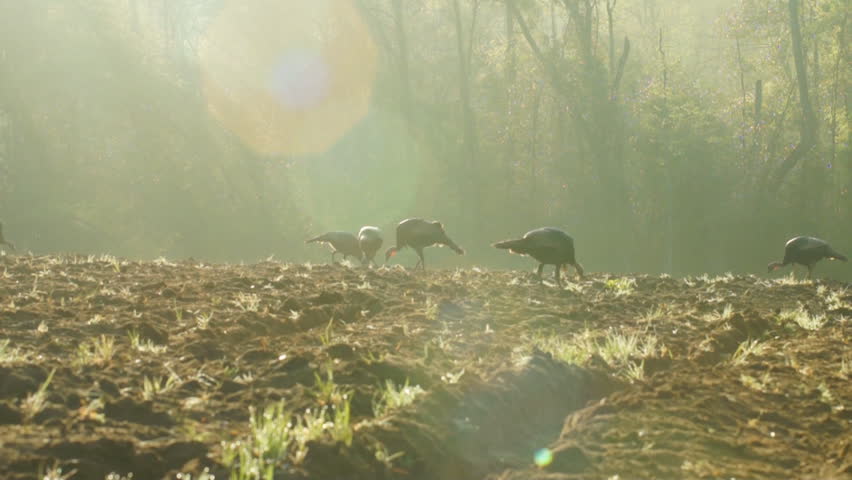 Wild Turkeys  feeding at sunrise
