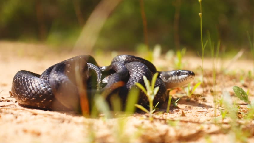 Black Snake defensive position.