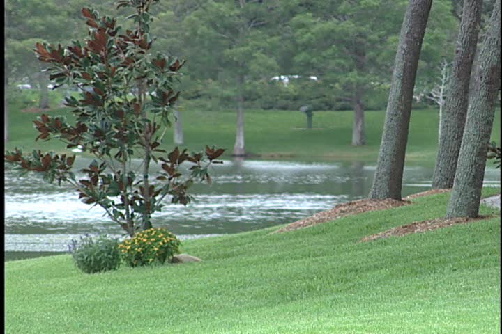 A pond with trees on the bank