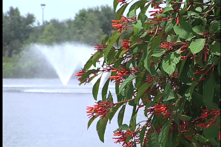 Red Flowers with fountain in background