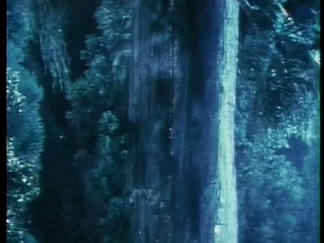 Close-up of lightning striking tree