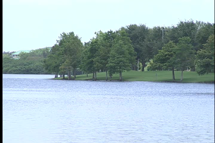 A pond with trees on the bank