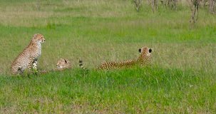 Female Cheetah & Cubs Relaxing; Maasai Mara Kenya Africa