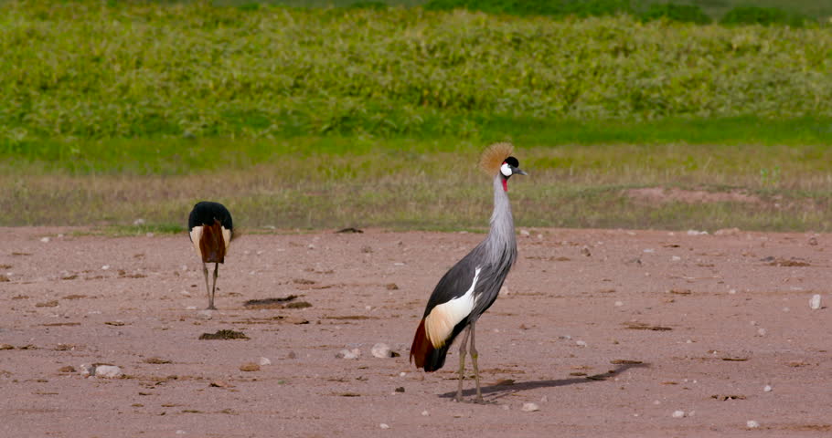 Pair Of Grey Crowned Cranes; Amboseli Kenya Africa