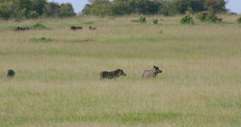 Warhogs In Long Grass; Maasai Mara Kenya Africa