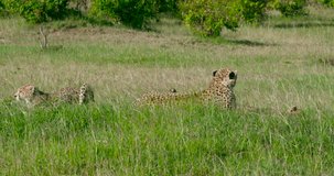 Female Cheetah & Cub Relaxing; Maasai Mara Kenya Africa