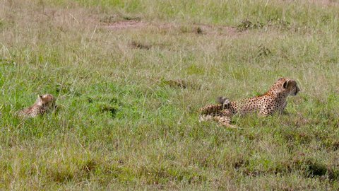 Female Cheetah & Cub Sat In Long Grass; Maasai Mara Kenya Africa