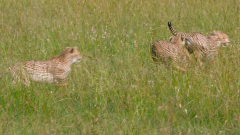 Cheetah Cubs Playing In Long Grass; Maasai Mara Kenya Africa