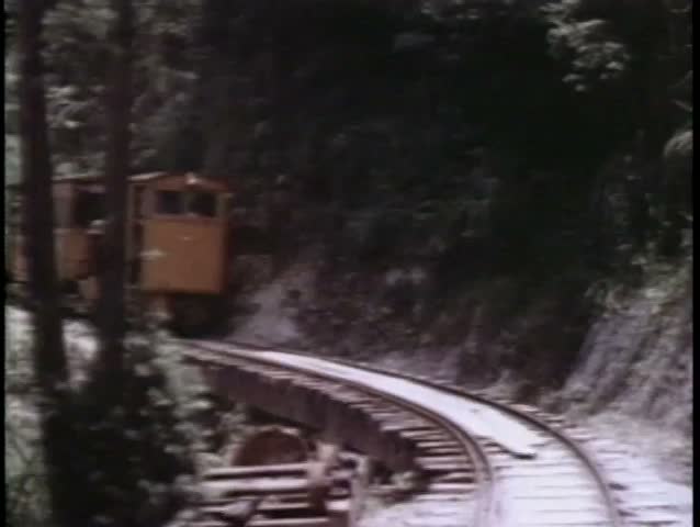 Small train traveling through wooded area
