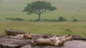 Lioness & Cubs Sleeping On Rocks; Maasai Mara Kenya