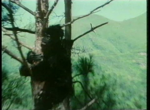 Man in gorilla suit going berserk in tree