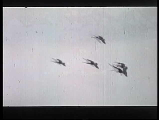 Wide shot of flock of birds flying in Alaskan sky