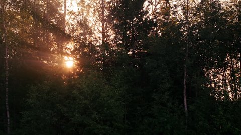 Time lapse of sunrise behind trees in a summer forest landscape. It shines through between the branches. Location: Northern Sweden (Norrbotten / Norrland) in July.