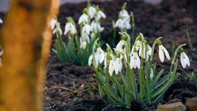 First spring snowdrops from fresh soil. Sunny day. EOS550D. HD1080p. Dolly shoot. 