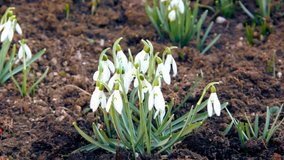 First spring snowdrops from fresh soil. Sunny day. HD1080p. Tripod. 