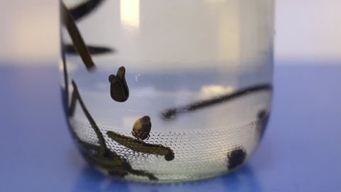 Medical leeches in a jar of water