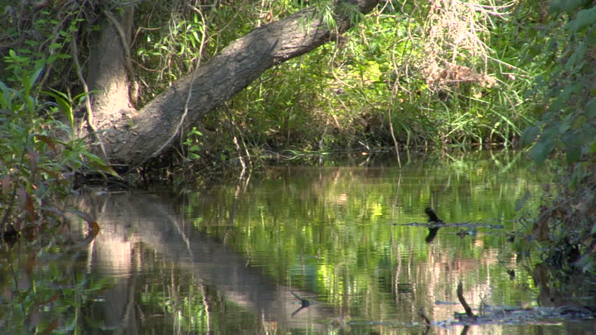 Tranquil Stream Backplate