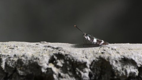 Butterfly on a concrete wall