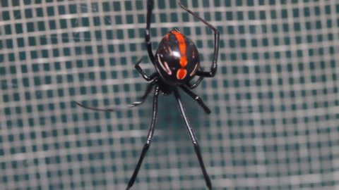 Black Widow South America (HD). Black widow female spider from South America on a window mosquito screen. Lethal to young kids and pets. Two shots on different angles, one is closer.