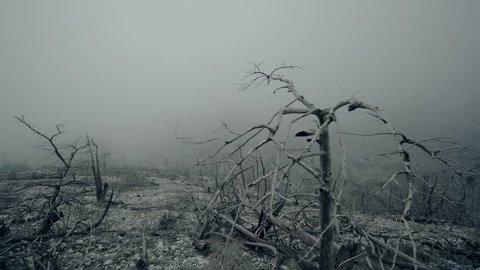 Pov walking view of a ravaged and burned out forest landscape in winter fog and mist.