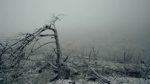 Pov walking view of a ravaged and burned out forest landscape in winter fog and mist.