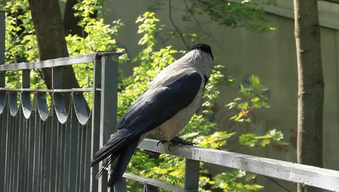 A grey crow flies off a railing
