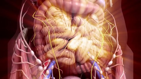 Human anatomy. Guts inside the abdomen