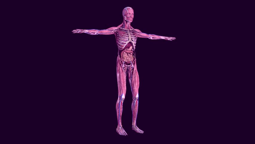 Видео human. Анатомия человека HD. Тело человека вращающееся. Тело человека крутится. Модель человека крутится вокруг себя.
