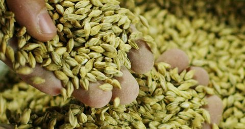 toasted barley malt to make dark and light beer. concept of nature and creation of natural products such as beer and fresh hops. organic and natural malt for brewmaster