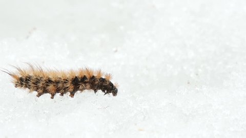 Ruby Tiger Moth caterpillar on snow