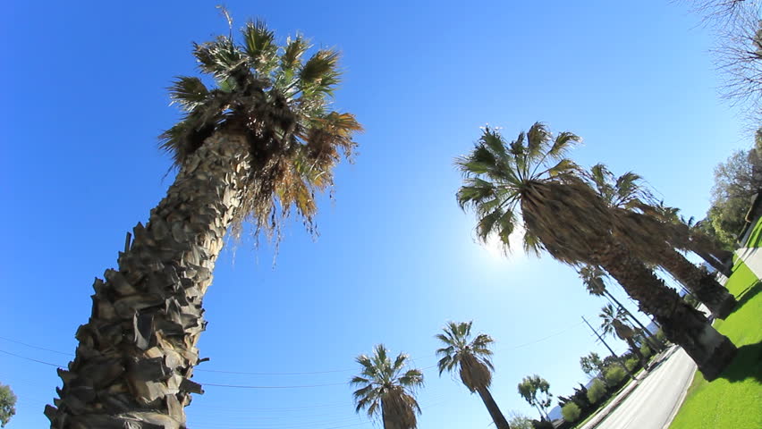 L.A. Palm Trees Sunny Street. Looking up at a palm tree lined street in sunny