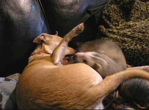 Chihuahua and ferret at play: round one
