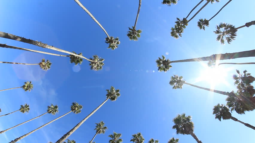 Circle of Palms 1. Looking up at palm trees and sunshine along the beach of