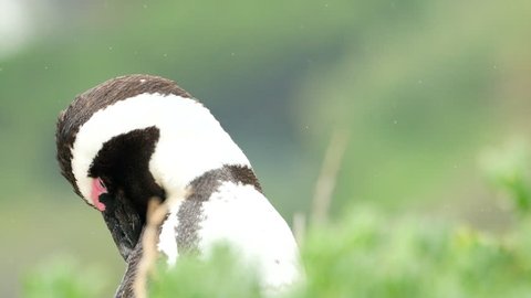 African Penguin preening, looking at camera and going back to preening