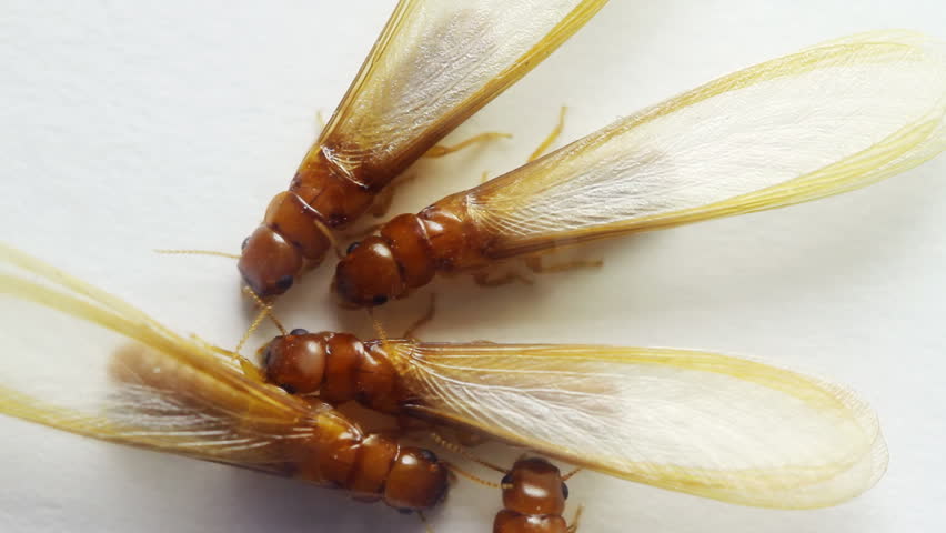 Winged Termites Over White Hd Dampwood Stock Footage Video 100 Royalty Free Shutterstock