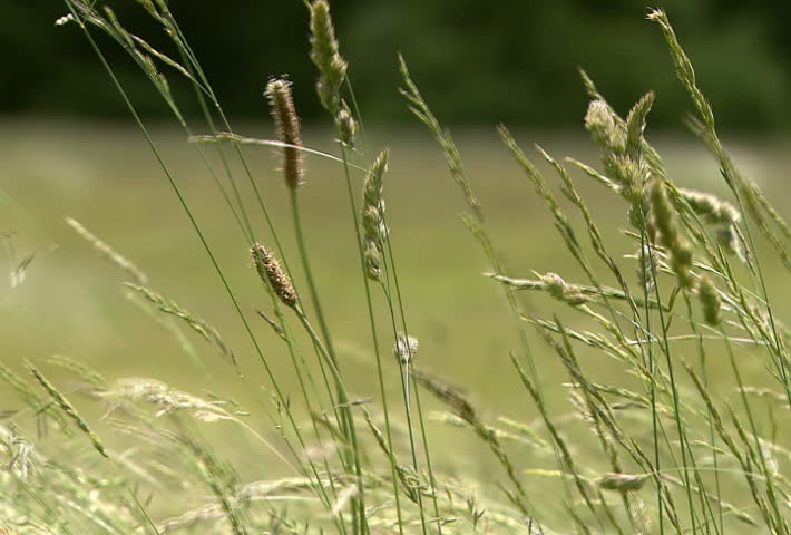Grass swaying in breeze in close up