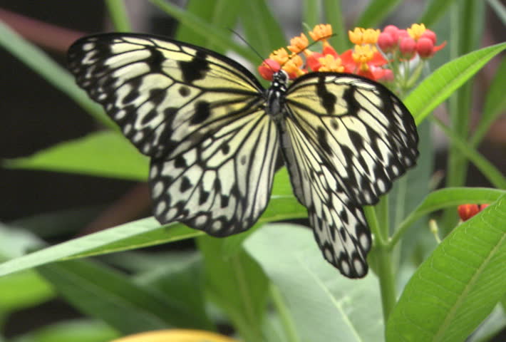Butterfly taking nectar from flower