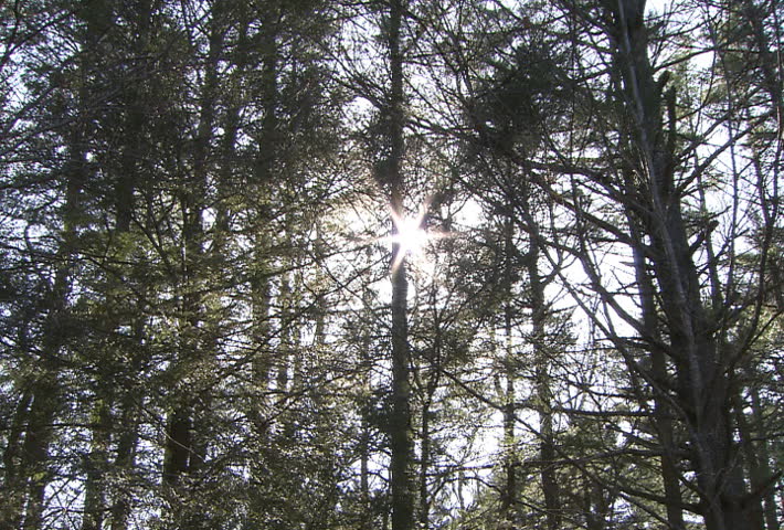 	Sun shining through trees