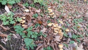 Close-up on mushrooms Honey agaric in the forest. Honey Mushrooms - Armillaria ostoyea, beautiful sunny autumn day, 4K, 3840x2160, 2160p,  ULTRA HD, ultra, high, definition, video, photo jpeg