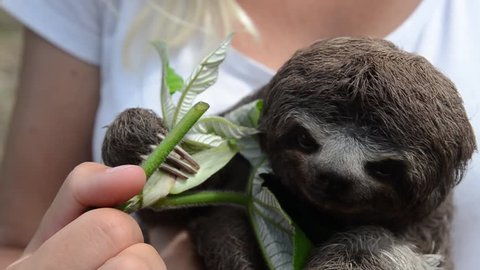Sloth eating leaves in womans hands