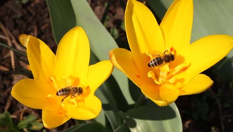 Two bees collecting pollen from yellow tulip flowers in a garden. First signs of spring