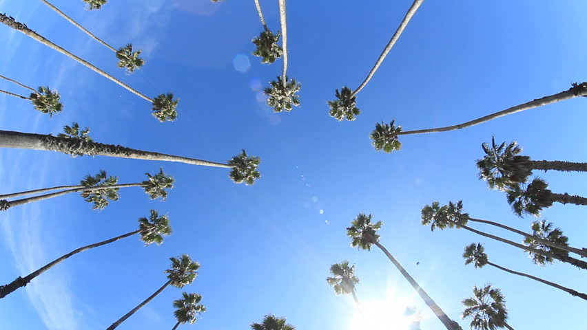 Circle of Palms 2. Looking up at palm trees and sunshine along the beach of