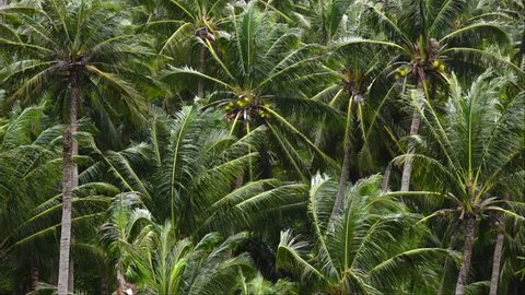 Slow motion of mountain coconut palm forest on wind. Lush foliage of tropical jungle. Beautiful background for amazing intro in excellent decelerated footage. Exotic view of green floral freshness.