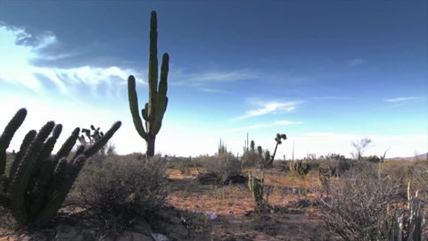 Cactus in desert of Baja California 