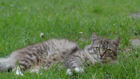 Gray pet cat walking on green grass in summer city park.