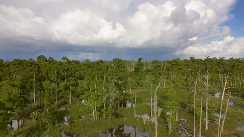 Aerial shot revealing cypress trees in a Louisiana Swamp