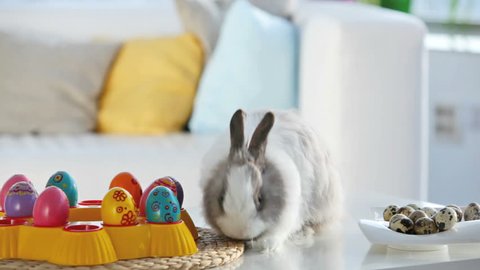 Adorable bunny surrounded with Easter eggs washing itself and sniffing the air, Easter series Stock Video